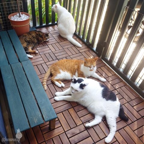 coco & fumi & Lin & Ryu