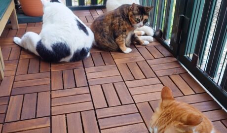 coco & fumi & Lin & Ryu