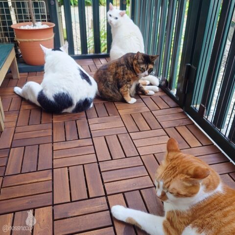 coco & fumi & Lin & Ryu