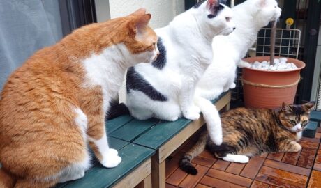 coco & fumi & Lin & Ryu