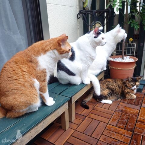 coco & fumi & Lin & Ryu