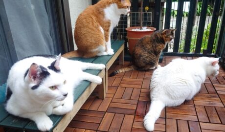 coco & fumi & Lin & Ryu