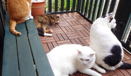 coco & fumi & Lin & Ryu