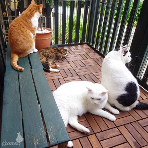 coco & fumi & Lin & Ryu