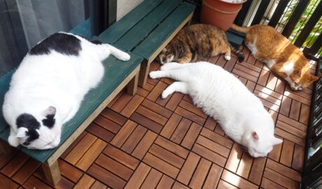 coco & fumi & Lin & Ryu