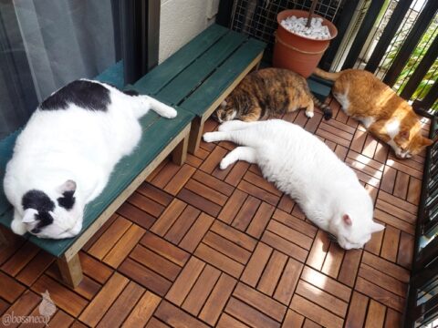 coco & fumi & Lin & Ryu