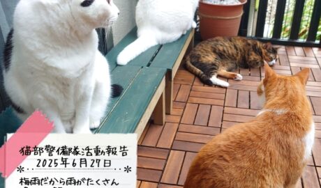 coco & fumi & Lin & Ryu