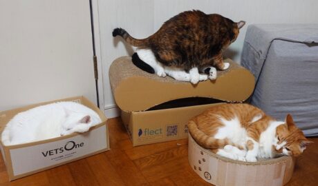 coco & fumi & Lin & Ryu