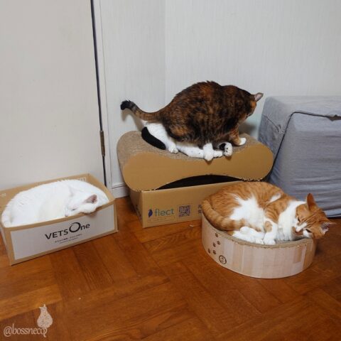 coco & fumi & Lin & Ryu