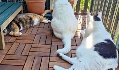 coco & fumi & Lin & Ryu