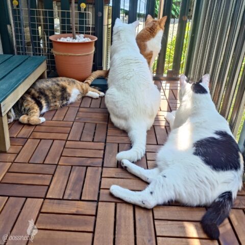 coco & fumi & Lin & Ryu