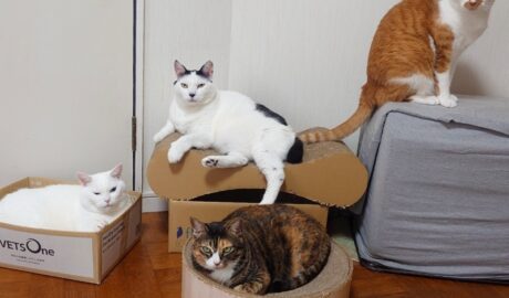 coco & fumi & Lin & Ryu