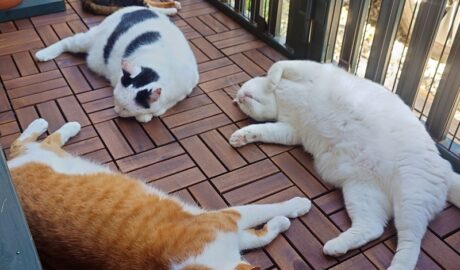 coco & fumi & Lin & Ryu