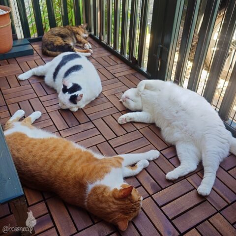 coco & fumi & Lin & Ryu