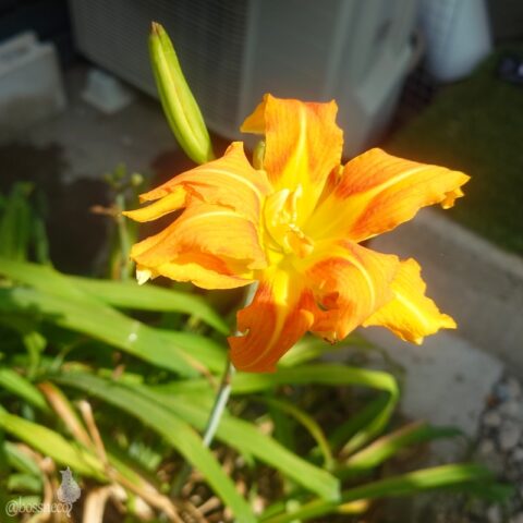 ワスレグサ（ヤブカンゾウ）