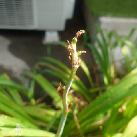 ワスレグサ（ヤブカンゾウ）