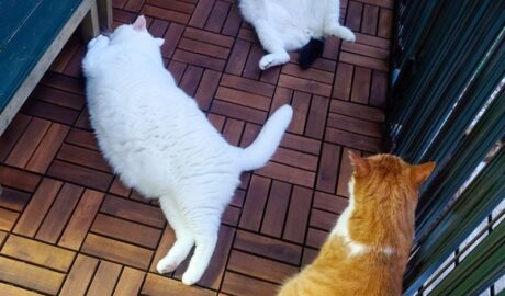 coco & fumi & Lin & Ryu