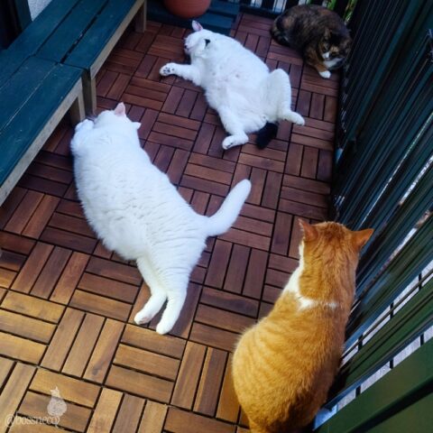 coco & fumi & Lin & Ryu