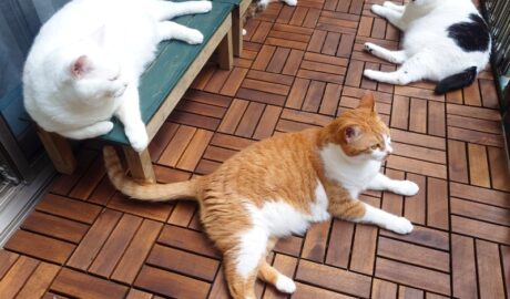 coco & fumi & Lin & Ryu