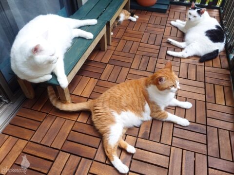 coco & fumi & Lin & Ryu