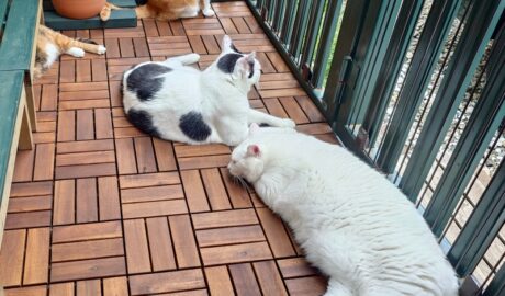 coco & fumi & Lin & Ryu