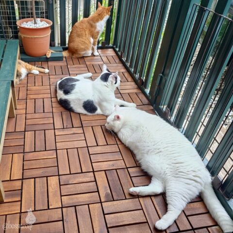 coco & fumi & Lin & Ryu