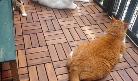 coco & fumi & Lin & Ryu