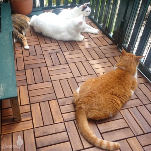 coco & fumi & Lin & Ryu