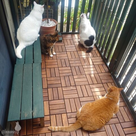 coco & fumi & Lin & Ryu