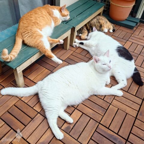 coco & fumi & Lin & Ryu