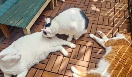 coco & fumi & Lin & Ryu