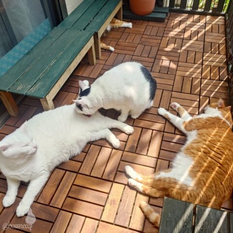 coco & fumi & Lin & Ryu