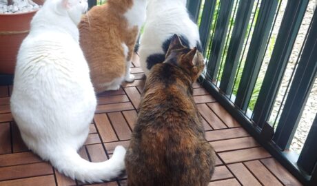 coco & fumi & Lin & Ryu