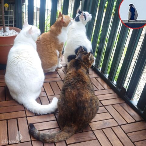 coco & fumi & Lin & Ryu