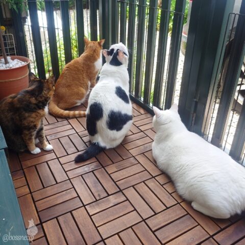 coco & fumi & Lin & Ryu