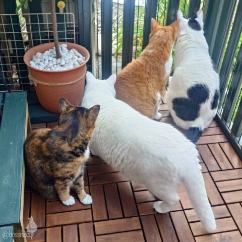 coco & fumi & Lin & Ryu