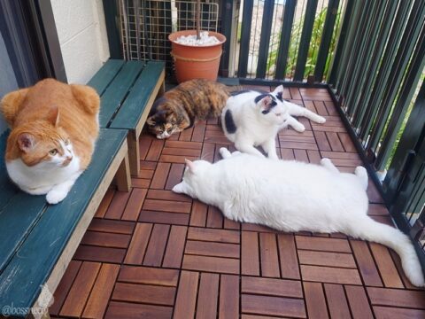 coco & fumi & Lin & Ryu