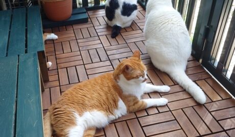 coco & fumi & Lin & Ryu