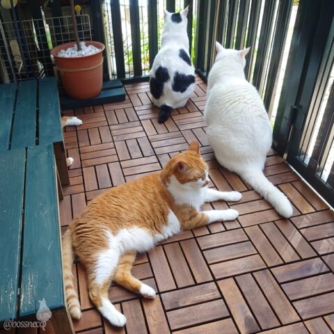 coco & fumi & Lin & Ryu