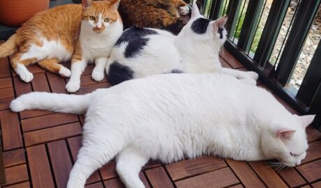 coco & fumi & Lin & Ryu