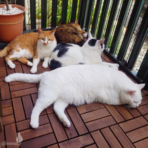 coco & fumi & Lin & Ryu