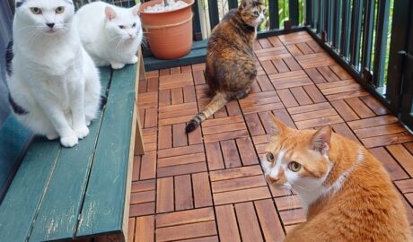 coco & fumi & Lin & Ryu