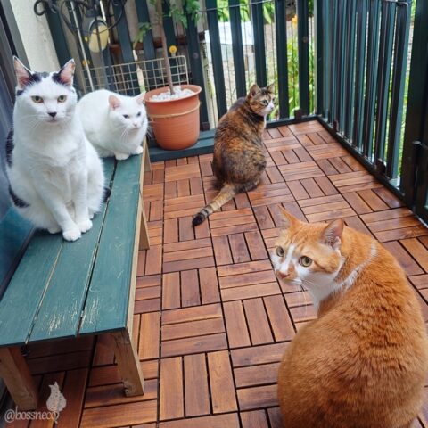 coco & fumi & Lin & Ryu