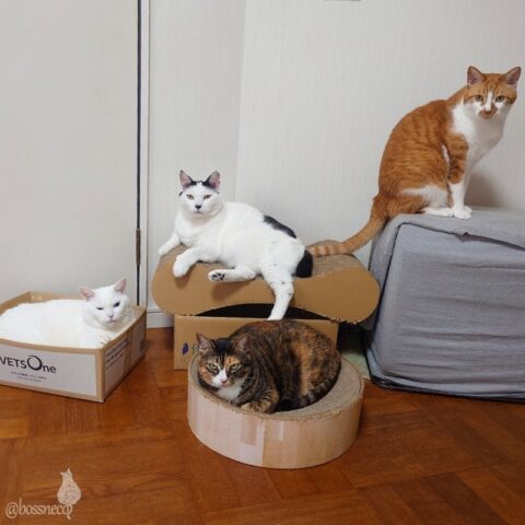 coco & fumi & Lin & Ryu