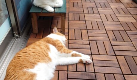 coco & fumi & Lin & Ryu