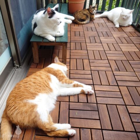 coco & fumi & Lin & Ryu