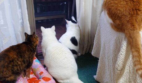 coco & fumi & Lin & Ryu