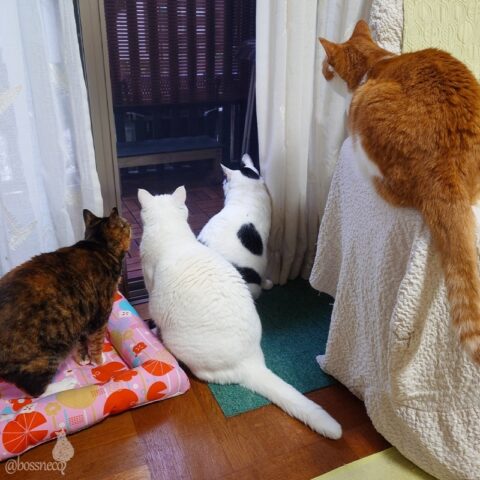 coco & fumi & Lin & Ryu