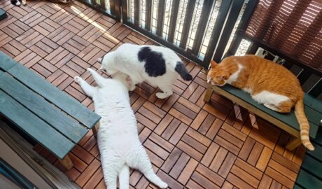 coco & fumi & Lin & Ryu