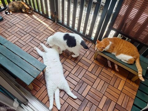 coco & fumi & Lin & Ryu